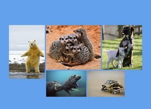 Dierendag MB BB