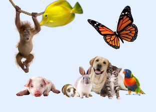 Indeling van het dierenrijk