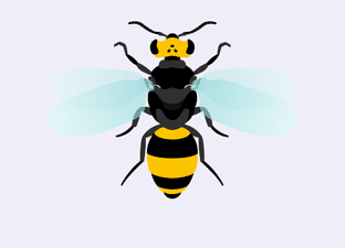 L’insecte