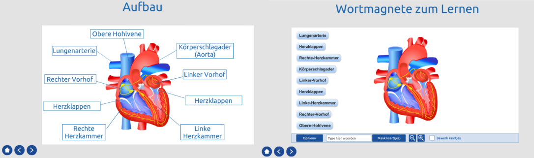 Das Herz