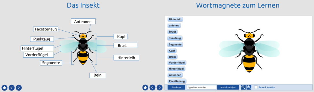 Das Insekt
