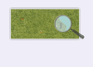 Les petites bêtes à chatouilles