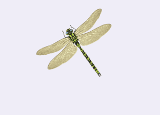 Insecten