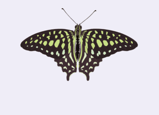Vlinders