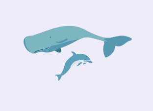 Walvissen en Dolfijnen